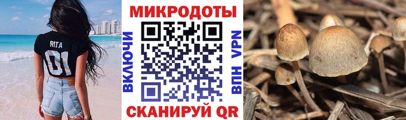 Купить закладки  Вяземский  Галлюциногенные грибы GOLDEN TEACHER 